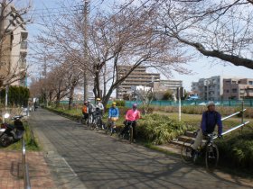 藤沢付近の川沿いの桜並木