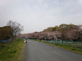 多摩川ＣＲ　元和泉あたりの桜