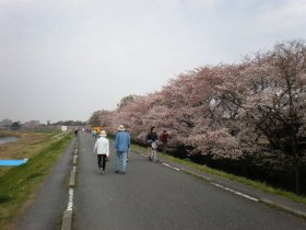 多摩川ＣＲ　元和泉あたりの桜２