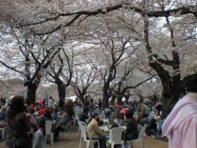 小平公園の桜