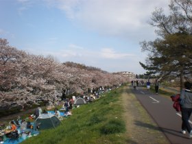 多摩川CRの桜　元和泉付近
