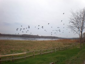 濤沸湖の野鳥