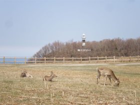 灯台の前の鹿
