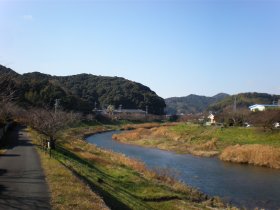 青野川沿いの桜並木１