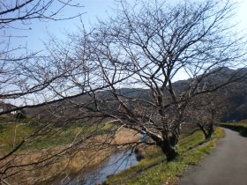 青野川沿いの桜並木２