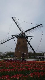 印旛沼の風車小屋