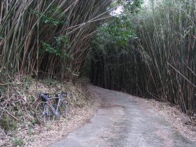 林道千倉線の竹林