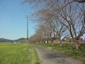 学校橋の近くの桜並木