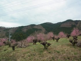 林道の桜