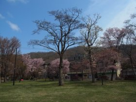 支笏湖畔の桜