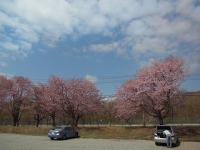 第一発電所近くの桜