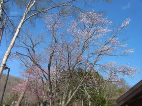 支笏湖畔の桜