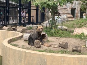 旭山動物園のヒグマ