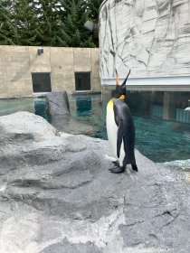 旭山動物園のペンギン