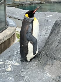 つま先立ちペンギン