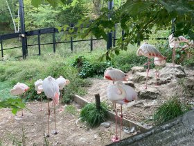 旭山動物園のフラミンゴ