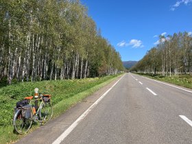 白樺直線道路