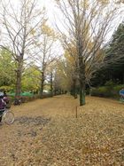 2016年11月クラブラン　昭和記念公園K 22
