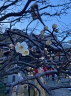 2026年1月戸塚七福神巡り 09