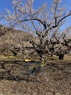 2026年2月吾妻山公園曽我梅林 5