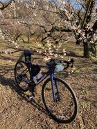 2026年2月吾妻山公園曽我梅林 12