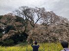 2026年4月吉高の大桜&佐倉 02