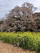 2026年4月吉高の大桜&佐倉 05