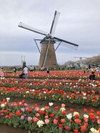 2026年4月吉高の大桜&佐倉 11