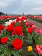 2026年4月吉高の大桜&佐倉 12