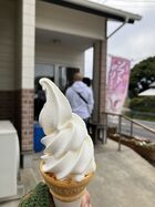 2026年4月吉高の大桜&佐倉 15