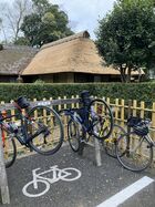 2026年4月吉高の大桜&佐倉 19